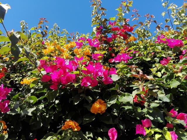 گل کاغذی